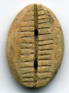 Ancient Chinese bone cowrie money